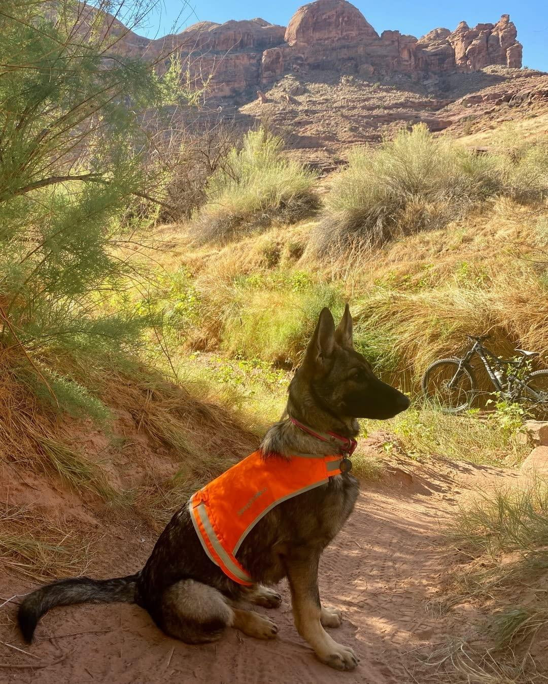 Lite Dog Vest Chest Size 36.75 Inch Neck Size 26 Inch Coverage to Mid Back L