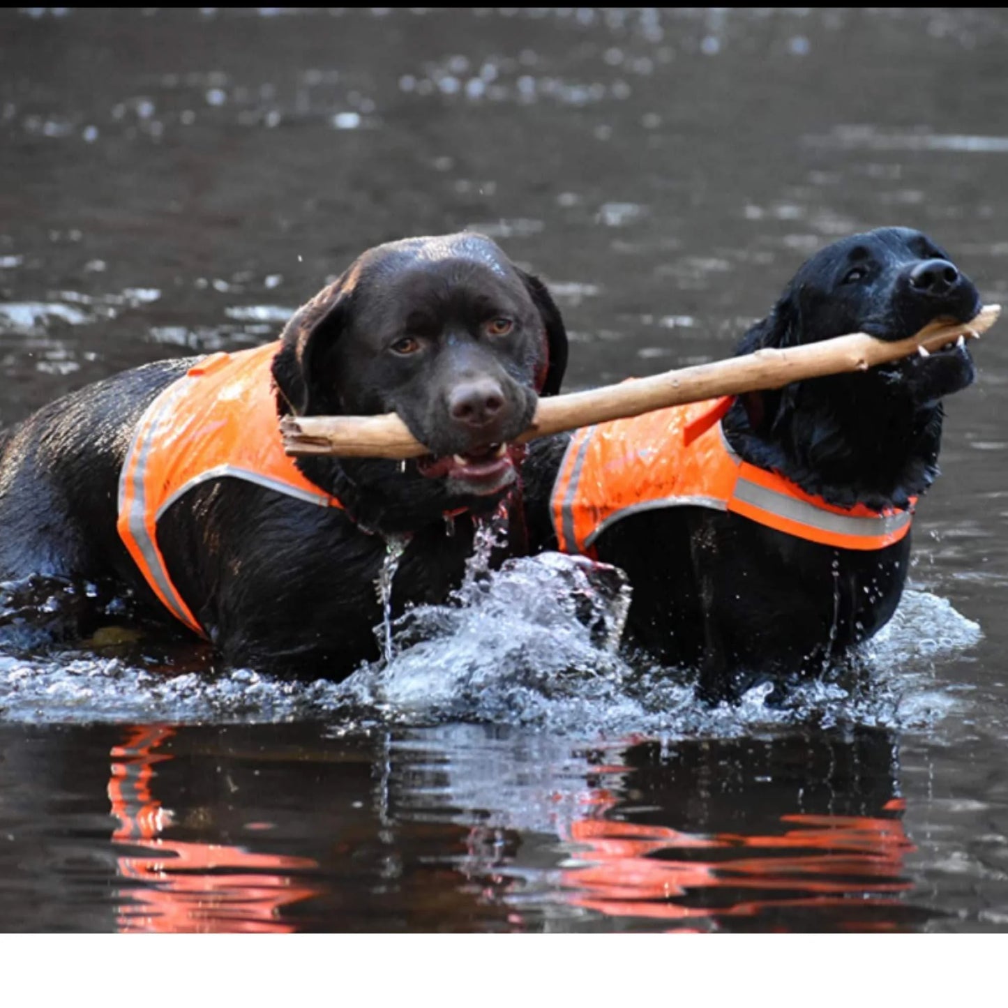 Lite Dog Vest Chest Size 36.75 Inch Neck Size 26 Inch Coverage to Mid Back L