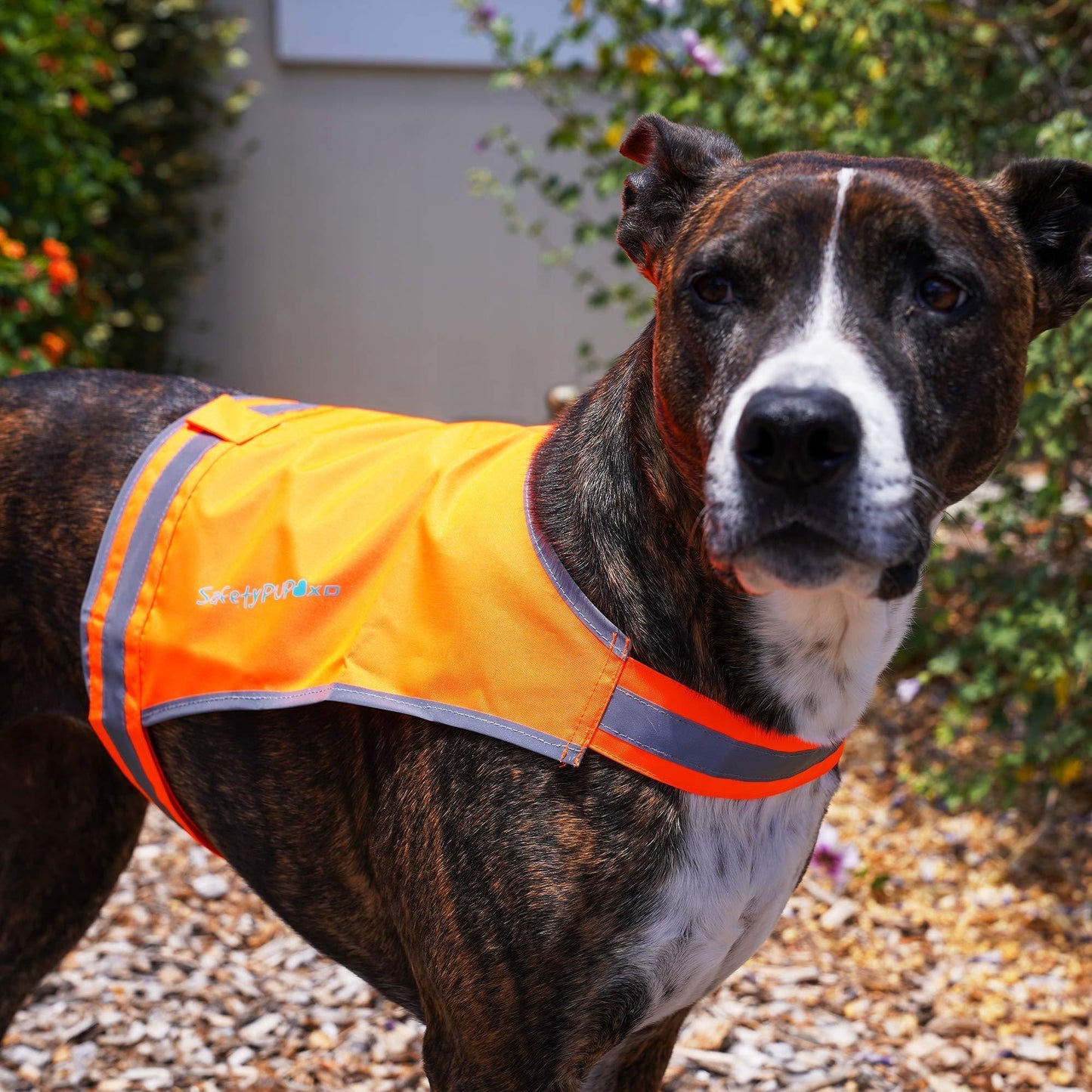 Lite Dog Vest Chest Size 26 Inch Neck Size 21 Inch Coverage to Mid Back M Size