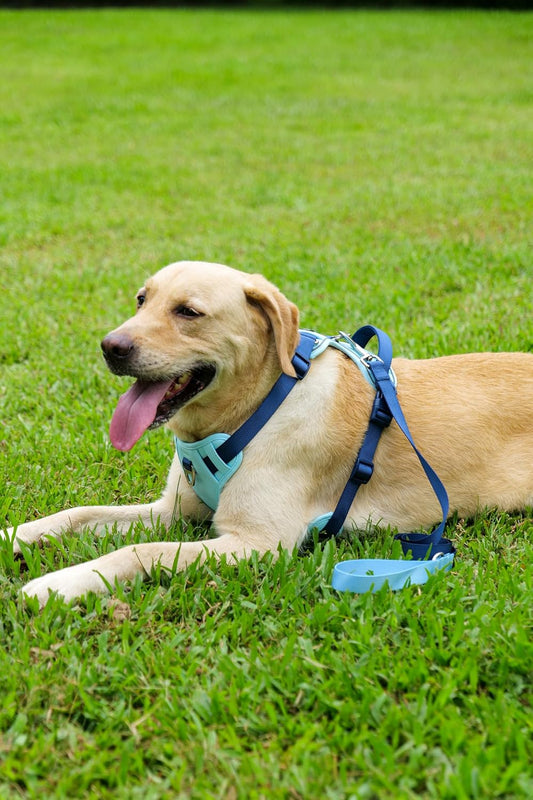 Dog Harness Leash and Collar Set, Soft Adjustable Dogs Vest Reflective and Comfortable Handle Blue Small